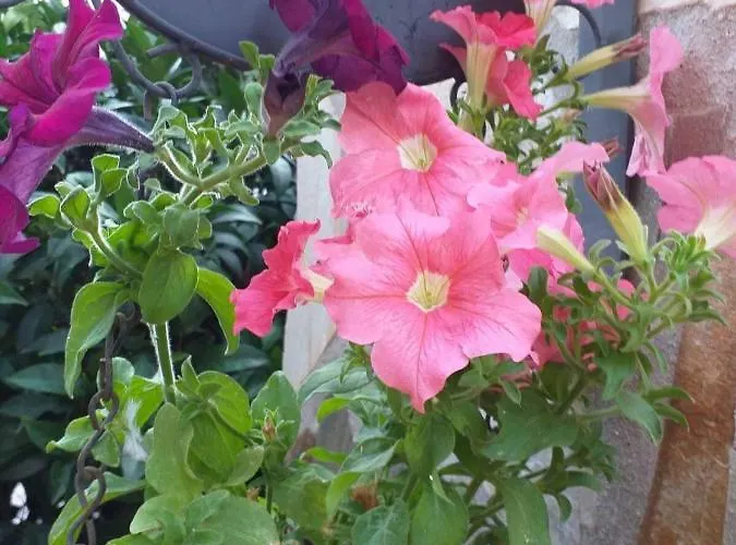 アパート Irida *