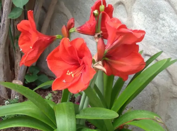 Irida アパート *