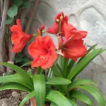 Irida アパート *